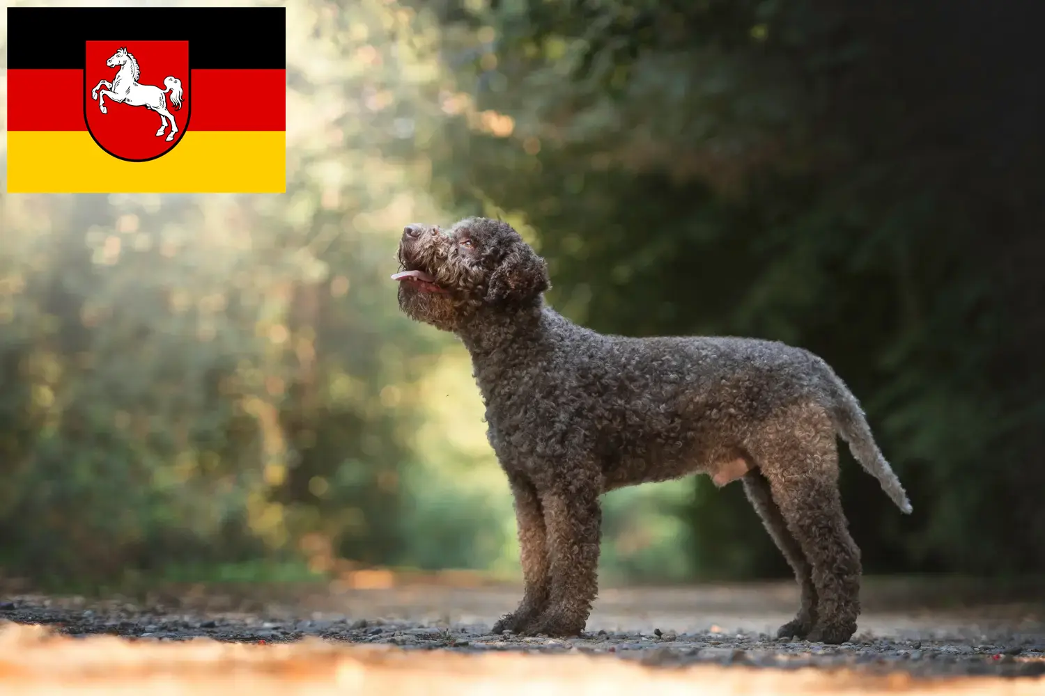 Lagotto Romagnolo cuccioli e allevatori Bassa Sassonia Qui troverete gli allevatori di Lagotto Romagnolo in Bassa Sassonia.