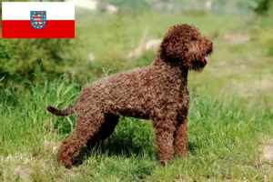 Scopri di più sull'articolo Allevatori di Lagotto Romagnolo e cuccioli in Turingia
