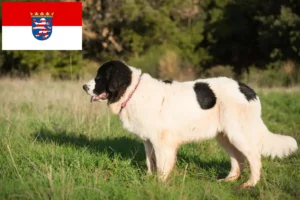 Scopri di più sull'articolo Allevatori di Landseer e cuccioli in Assia