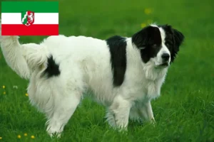 Scopri di più sull'articolo Allevatori di Landseer e cuccioli in Nord Reno-Westfalia