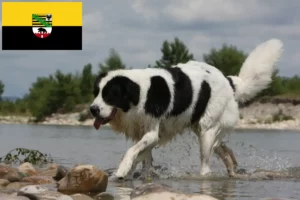 Scopri di più sull'articolo Allevatori e cuccioli di Landseer in Sassonia-Anhalt