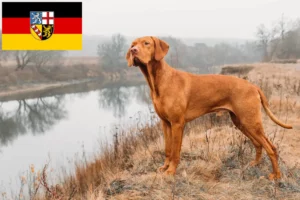 Scopri di più sull'articolo Allevatori di Magyar Vizsla e cuccioli in Saarland