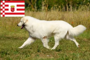 Scopri di più sull'articolo Allevatori di cani da pastore maremmani abruzzesi e cuccioli a Brema