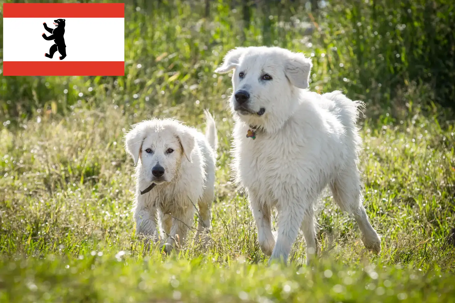 Cuccioli di cane da pastore maremmano abruzzese e allevatori Berlino Qui potete trovare gli allevatori di cani da pastore maremmani abruzzesi a Berlino.