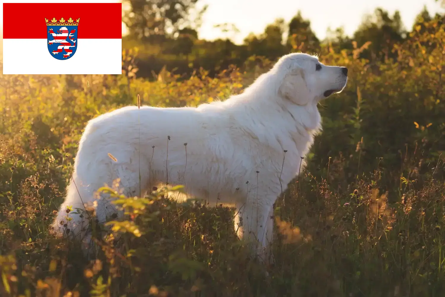 Cuccioli di cane da pastore maremmano abruzzese e allevatori Hessen Qui potete trovare gli allevatori di cani da pastore maremmani abruzzesi in Assia.
