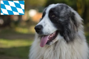 Scopri di più sull'articolo Allevatori di Mastín del Pirineo e cuccioli in Baviera