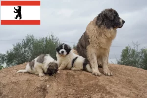 Scopri di più sull'articolo Allevatori e cuccioli di Mastín del Pirineo a Berlino