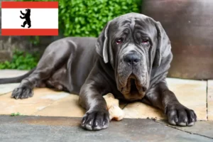 Scopri di più sull'articolo Allevatori di Mastino Napoletano e cuccioli a Berlino