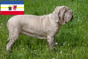 Scopri di più sull'articolo Allevatori di Mastino Napoletano e cuccioli in Mecklenburg-Vorpommern