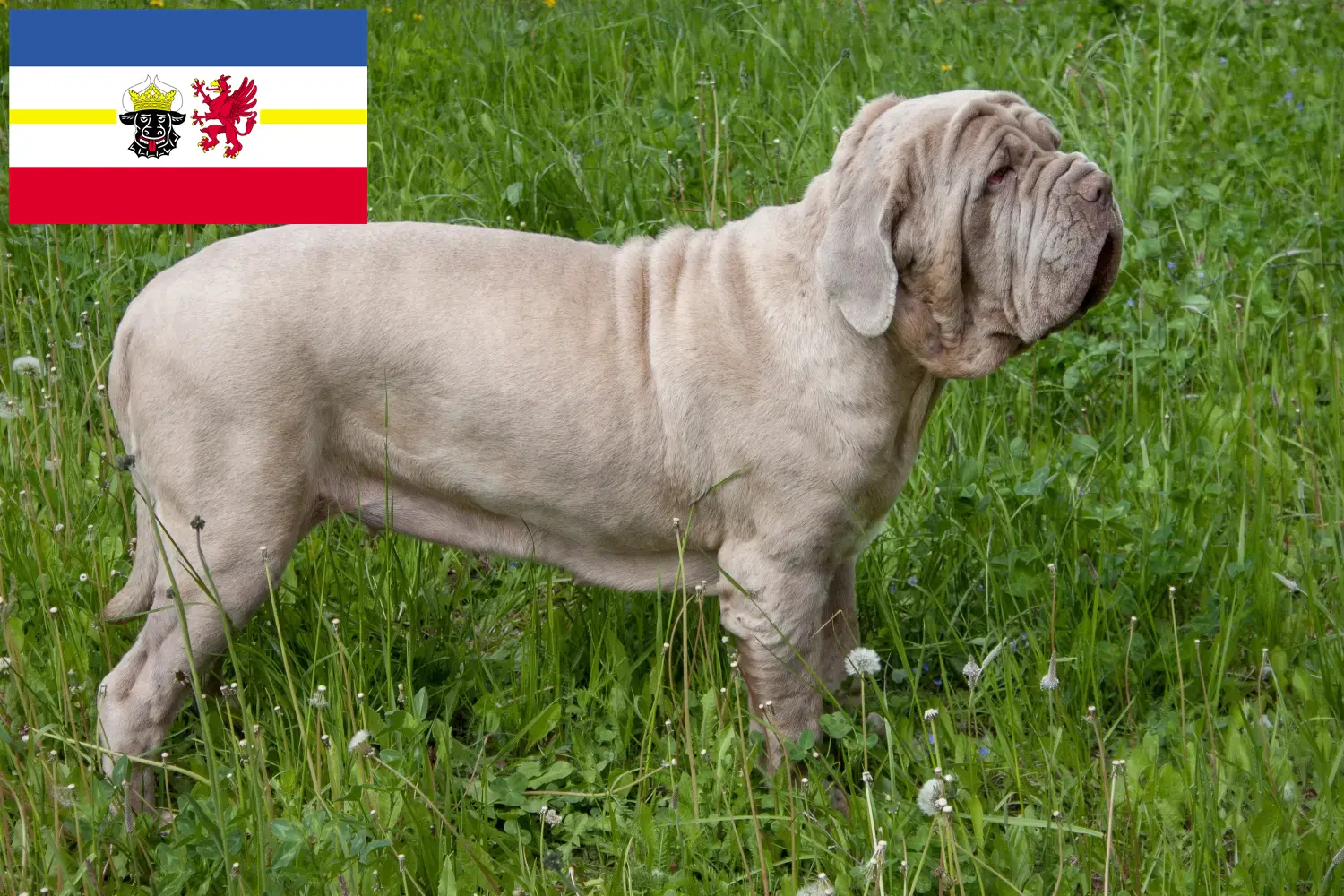 Scopri di più sull'articolo Allevatori di Mastino Napoletano e cuccioli in Mecklenburg-Vorpommern
