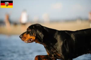 Scopri di più sull'articolo Allevatori e cuccioli di Black and Tan Coonhound in Saarland