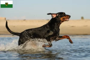 Scopri di più sull'articolo Allevatori e cuccioli di Black and Tan Coonhound in Sassonia