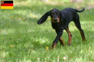 Scopri di più sull'articolo Allevatori e cuccioli di Black and Tan Coonhound in Renania-Palatinato