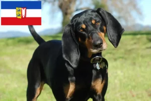Scopri di più sull'articolo Allevatori e cuccioli di Black and Tan Coonhound in Schleswig-Holstein