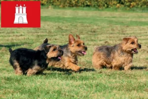Scopri di più sull'articolo Allevatori e cuccioli di Norfolk Terrier a Amburgo