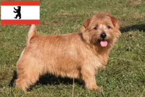 Scopri di più sull'articolo Allevatori di Norfolk Terrier e cuccioli a Berlino