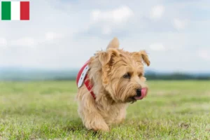 Scopri di più sull'articolo Allevatori di Norfolk Terrier e cuccioli in Italia