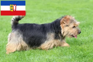 Scopri di più sull'articolo Allevatori e cuccioli di Norfolk Terrier in Schleswig-Holstein