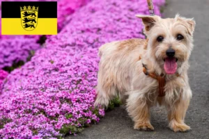 Scopri di più sull'articolo Allevatori di Norfolk Terrier e cuccioli in Baden-Württemberg