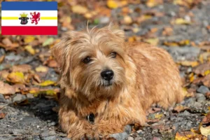 Scopri di più sull'articolo Allevatori di Norfolk Terrier e cuccioli in Mecklenburg-Vorpommern