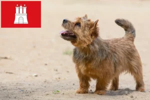 Scopri di più sull'articolo Allevatori di Norwich Terrier e cuccioli a Amburgo