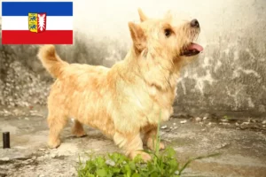 Scopri di più sull'articolo Allevatori e cuccioli di Norwich Terrier in Schleswig-Holstein