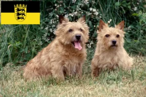 Scopri di più sull'articolo Allevatori di Norwich Terrier e cuccioli in Baden-Württemberg