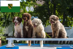 Scopri di più sull'articolo Allevatori di Perro de Agua Español e cuccioli in Sassonia