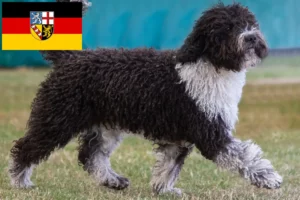 Scopri di più sull'articolo Allevatori di Perro de Agua Español e cuccioli in Saarland