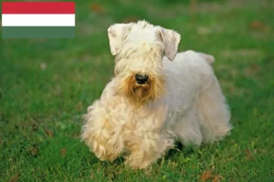 Scopri di più sull'articolo Allevatori e cuccioli di Sealyham Terrier in Ungheria