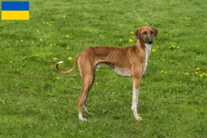 Scopri di più sull'articolo Allevatori e cuccioli di Azawakh in Ucraina