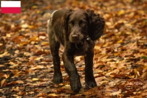 Scopri di più sull'articolo Allevatori di cani da guardia tedeschi e cuccioli in Polonia