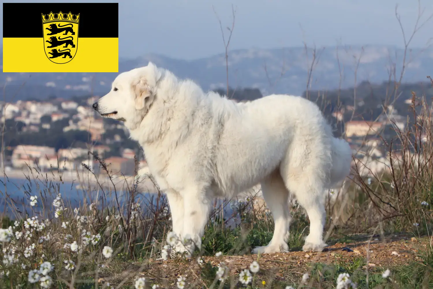 Cuccioli di Cane da Montagna dei Pirenei e allevatori Baden-Württemberg Qui potete trovare gli allevatori di cani da montagna dei Pirenei nel Baden-Württemberg.