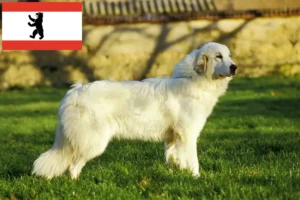 Scopri di più sull'articolo Allevatore di cani da montagna dei Pirenei e cuccioli a Berlino