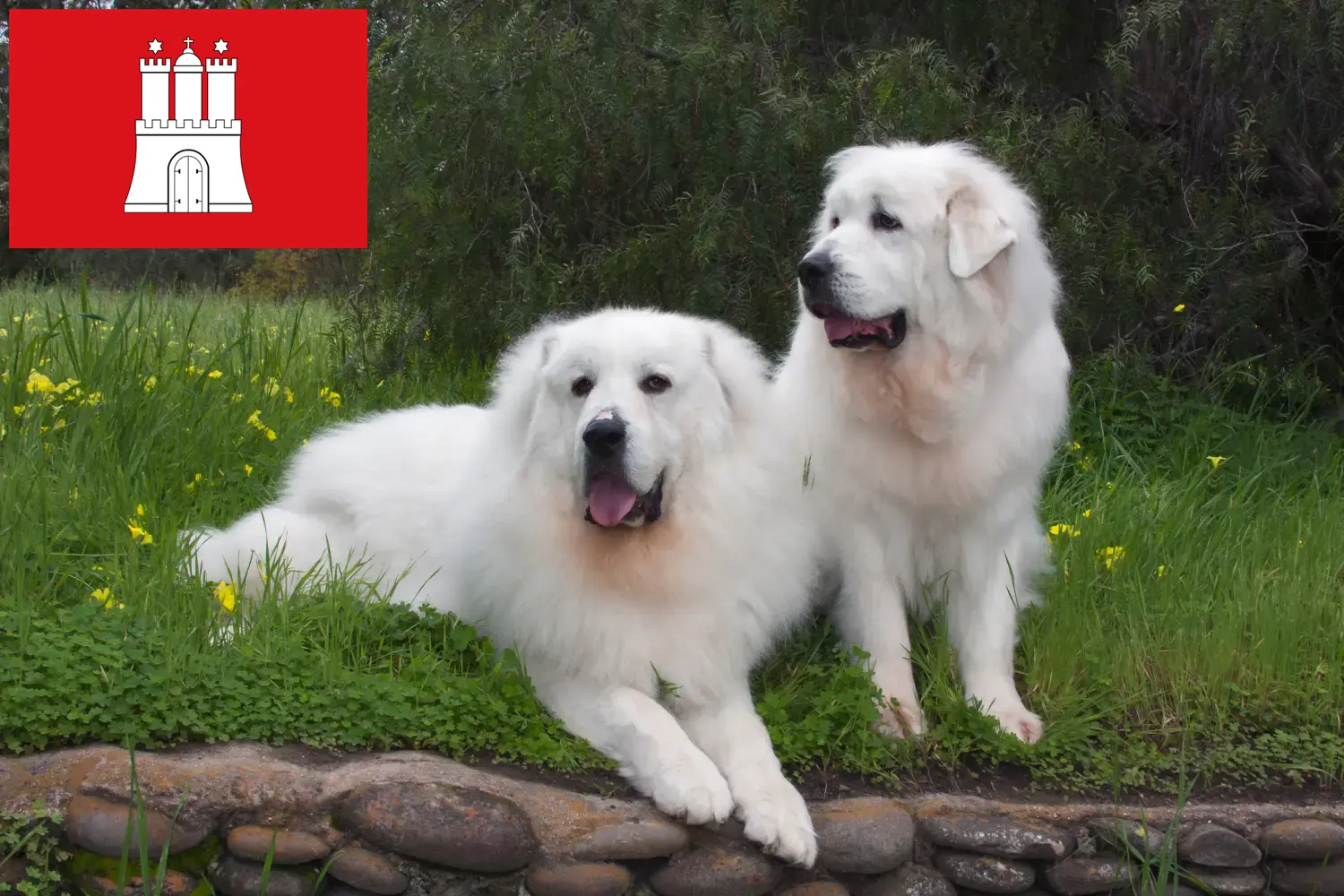 Scopri di più sull'articolo Allevatore di cani da montagna dei Pirenei e cuccioli ad Amburgo