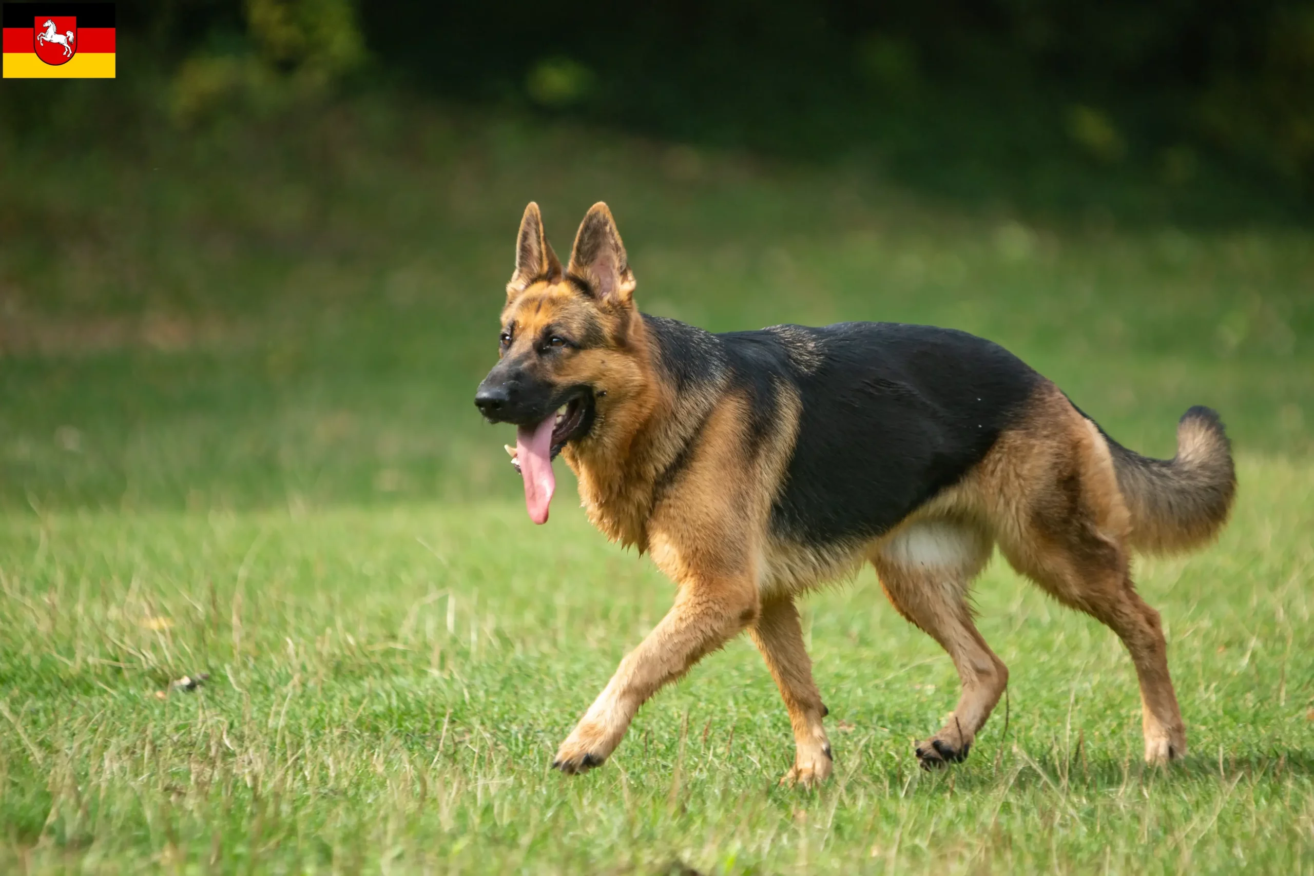 Scopri di più sull'articolo Allevatori di cani da pastore e cuccioli in Bassa Sassonia