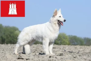 Scopri di più sull'articolo Allevatore di cani da pastore svizzero bianco e cuccioli a Amburgo