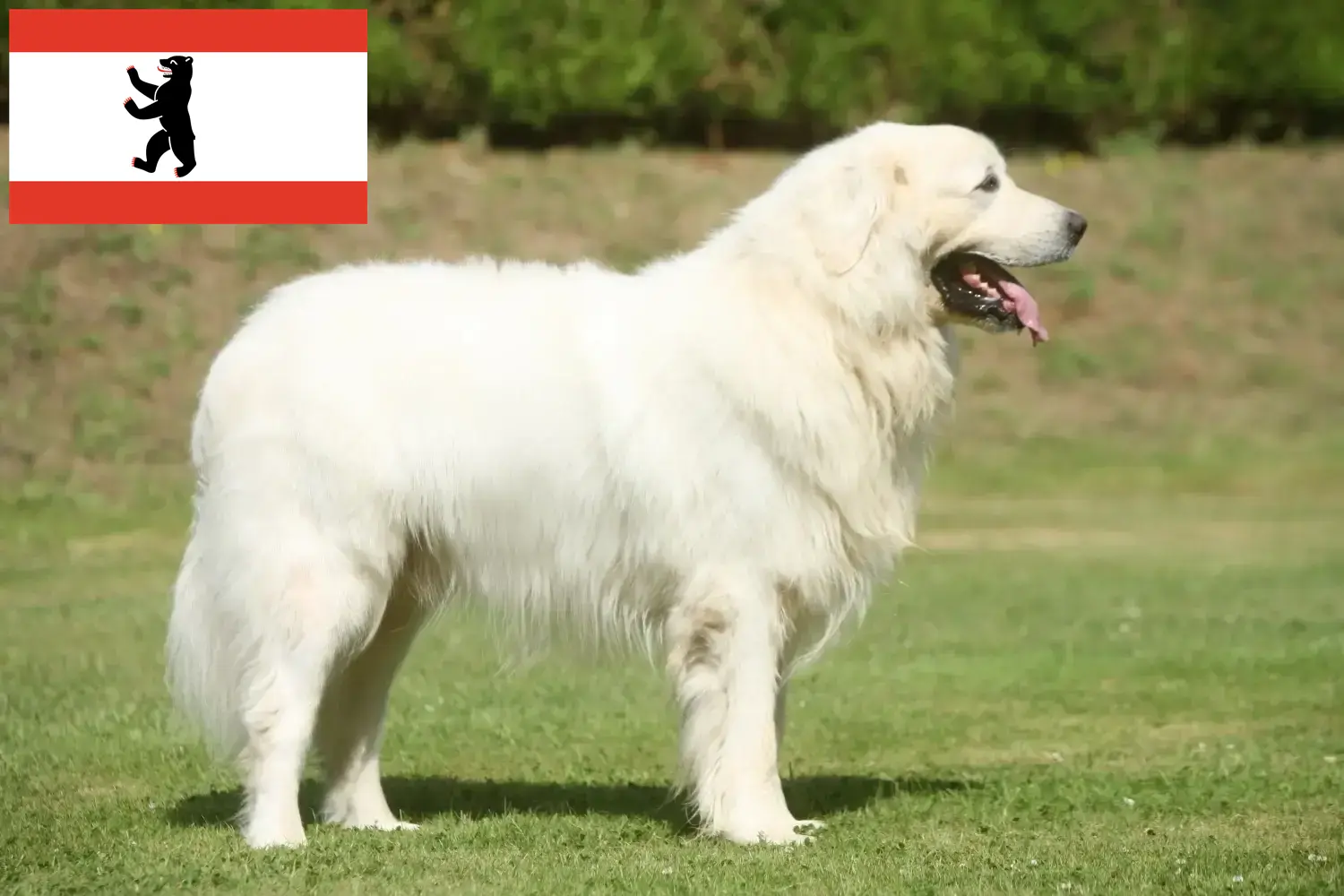 Cuccioli di Tatra Sheepdog e allevatori Berlino Qui potete trovare gli allevatori di cani da pastore Tatra a Berlino.