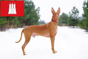 Scopri di più sull'articolo Allevatore di cani Faraone e cuccioli ad Amburgo