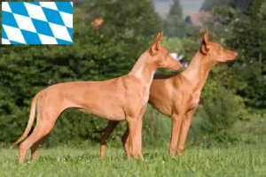 Scopri di più sull'articolo Allevatori di cani Faraone e cuccioli in Baviera