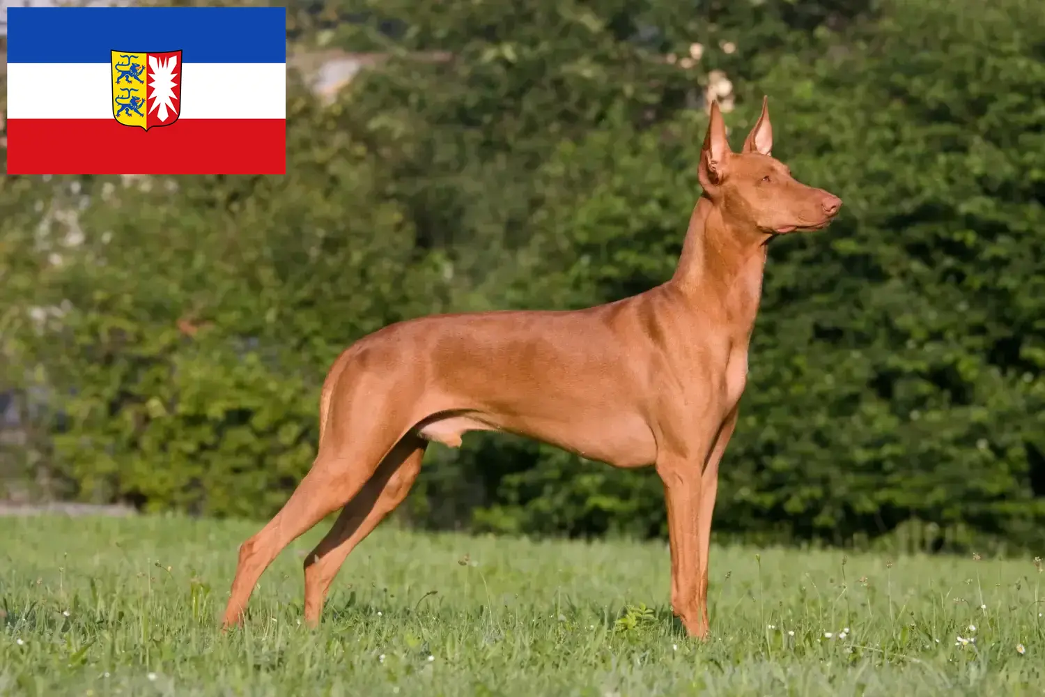 Scopri di più sull'articolo Allevatori di cani Faraone e cuccioli in Schleswig-Holstein