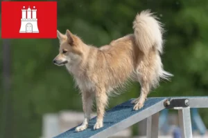Scopri di più sull'articolo Allevatori di cani islandesi e cuccioli a Amburgo