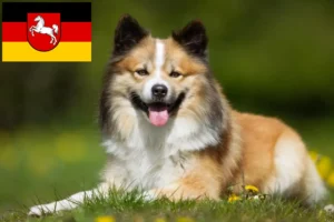 Scopri di più sull'articolo Allevatori di cani islandesi e cuccioli in Bassa Sassonia