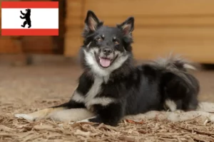 Scopri di più sull'articolo Allevatori di cani islandesi e cuccioli a Berlino