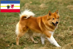 Scopri di più sull'articolo Allevatori di cani islandesi e cuccioli in Mecklenburg-Vorpommern