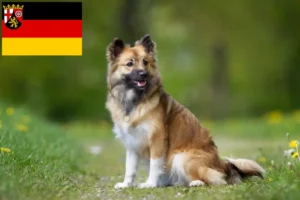 Scopri di più sull'articolo Allevatori e cuccioli di cani islandesi in Renania-Palatinato