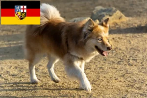 Scopri di più sull'articolo Allevatori di cani islandesi e cuccioli in Saarland