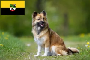 Scopri di più sull'articolo Allevatori di cani islandesi e cuccioli in Sassonia-Anhalt