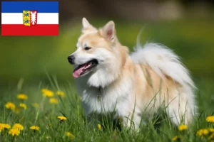 Scopri di più sull'articolo Allevatori di cani islandesi e cuccioli in Schleswig-Holstein