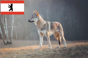 Scopri di più sull'articolo Allevatore di cani lupo cecoslovacchi e cuccioli a Berlino
